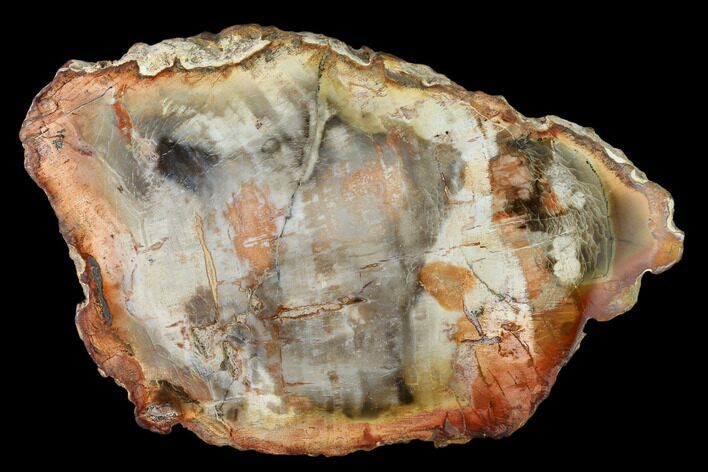 Petrified Wood (Araucaria) Slab - Madagascar #157861